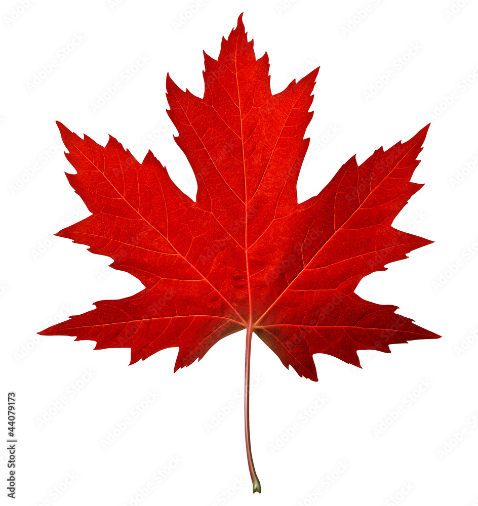 Wall mural red maple leaf
