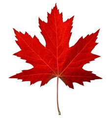 Naklejka premium Red Maple Leaf