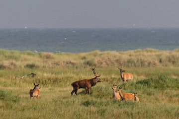 Rotwild auf dem Darss