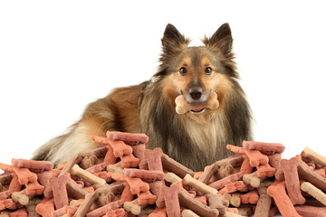 Sable Sheltie with dogbone