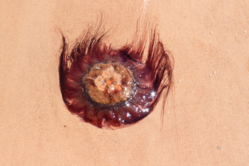 Jellyfish on shore