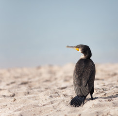 Cormorant