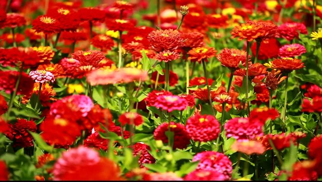 Red  flowers and morning dew in park blured background