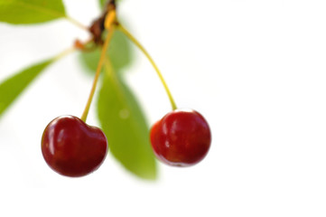 cherries on  tree
