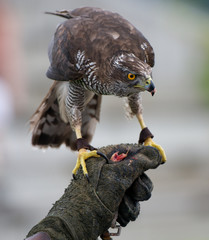 a goshawk on falconer´s hand