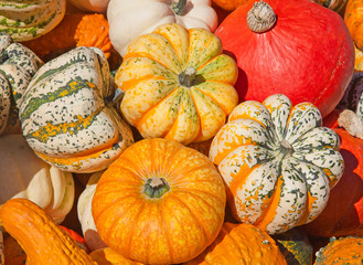 Colorful pumpkins