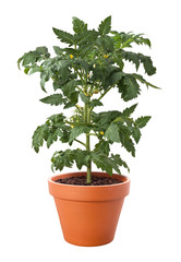 Tomato Plant in a Pot isolated