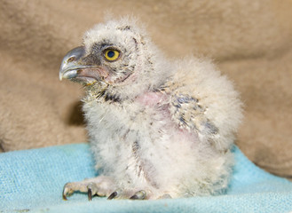 Long-eared owl (Asio otus) chick in a wildlife rescue center
