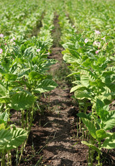 Tobacco farm.