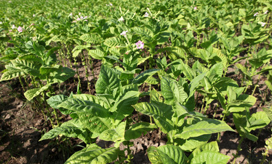 Tobacco farm.