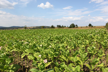 Tobacco farm.