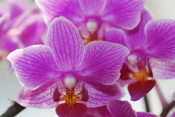 Fototapeta na wymiar lila orchideen