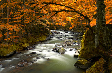 Autumn landscape with trees and river