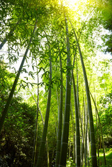 Naklejka premium Bamboo forest background.