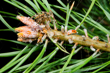 spider caught a ladybird