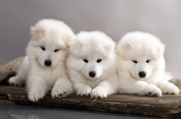 funny puppies of Samoyed dog