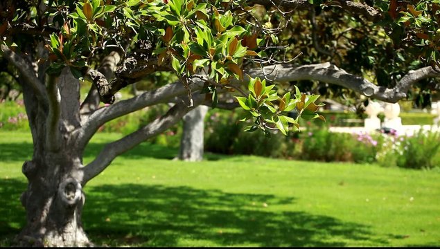 Magnolia tree over blured background