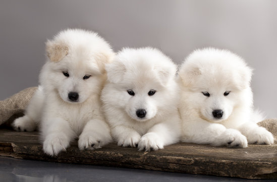Samoyed Puppy Immagini - Sfoglia 28,730 foto, vettoriali e video Stock |  Adobe Stock