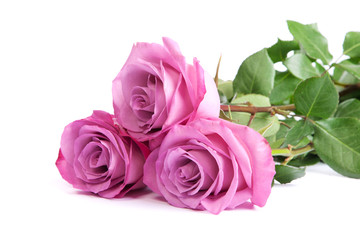 Three fresh pink roses over white background