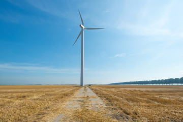 Corn harvested in summer