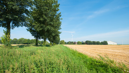 Corn harvested in summer