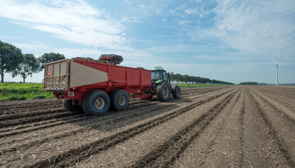 Obraz premium Harvesting potatoes in summer