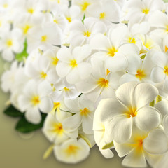 Fototapeta na wymiar Frangipani Spa Flowers.Plumeria