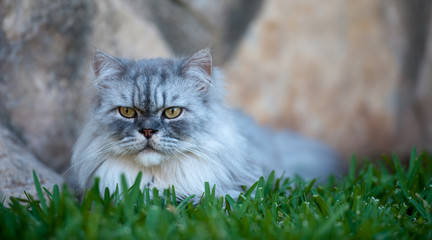 Naklejka na ściany i meble Mirada de gato persa tumbado en jardín