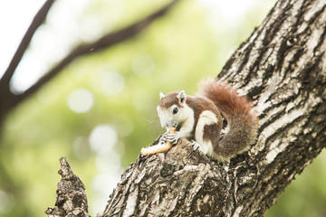 cute squirrel eating bread