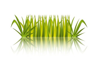 grass vector