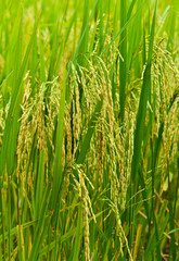 Fototapeta premium Close-up of paddy field