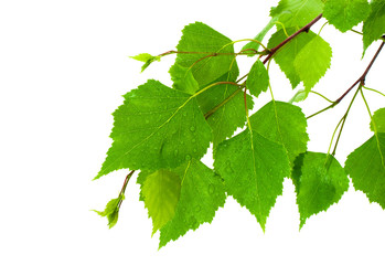 Naklejka premium Branch of the green, young birch leaves