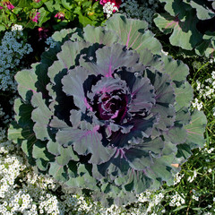 Zierkohl - Brassica oleracea