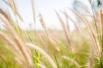 Foxtail weed in the nature