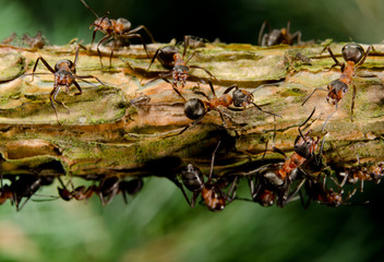 branch with aggressive red wood ants