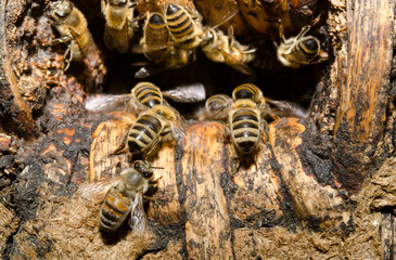 bees arriving at the hive