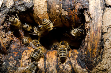 bees coming home, hive