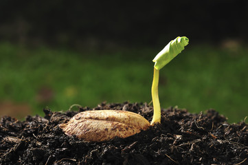 Green sprout growing from seed