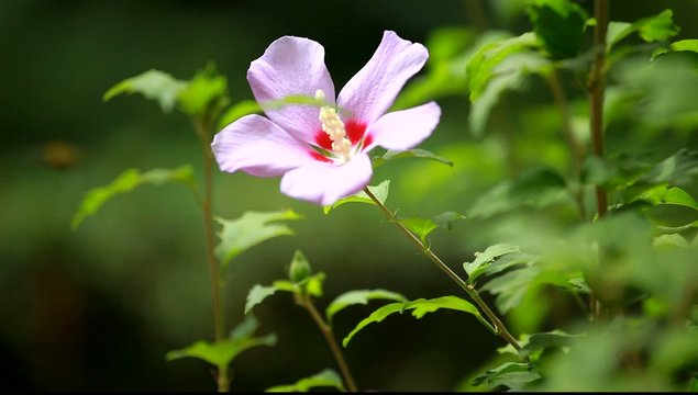 Pink mallow blossoms on black background