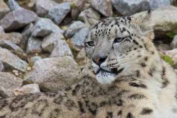 Beautiful snow leopard sitting on sharp rocks