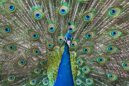 Peacock bragging with his colorful feathers during mating season