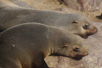 schlafende Seebären ( Otariidae)