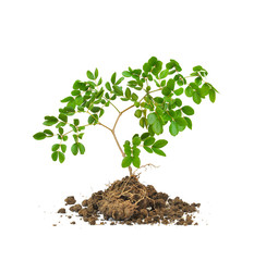 The tree and root