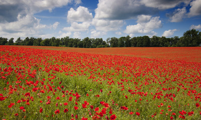 Poppies on a field
