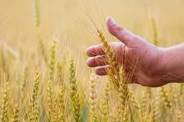 Fototapeta na wymiar Wheat ears in the hand.Harvest concept