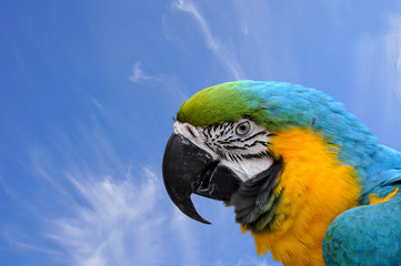 Close-up Blue-and-yellow Macaw Ara ararauna head on sky backgrou