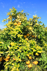 Ripe grapefruit tree
