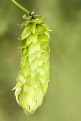 Hop - taste of beer