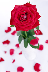 Red rose in white vase isolated on white background