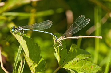 Hufeisen-Azurjungfer,Coenagrion puella bei der Paarung